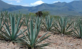 maguey cactus hidalgo