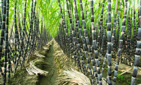 Sugar Cane crops hidalgo mexico